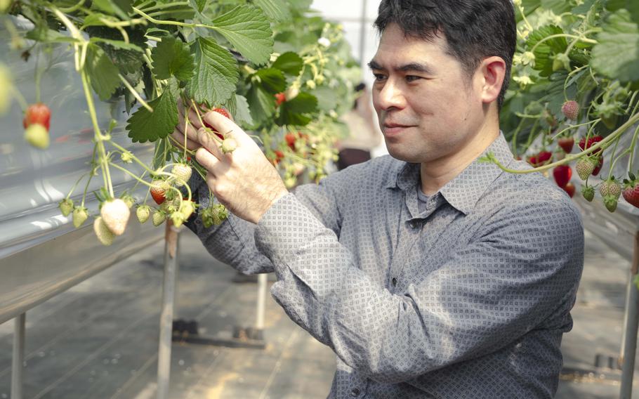 strawberry picking