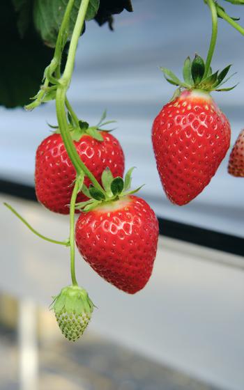 strawberries