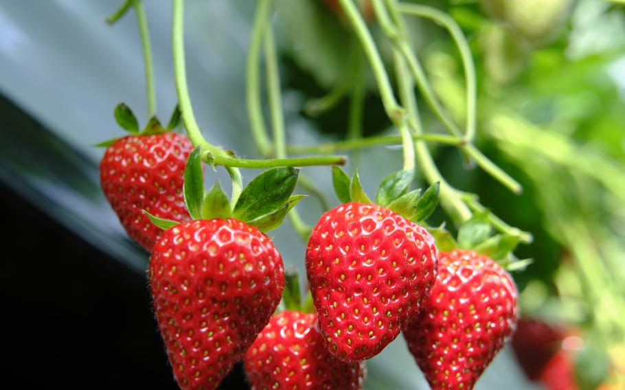 strawberries