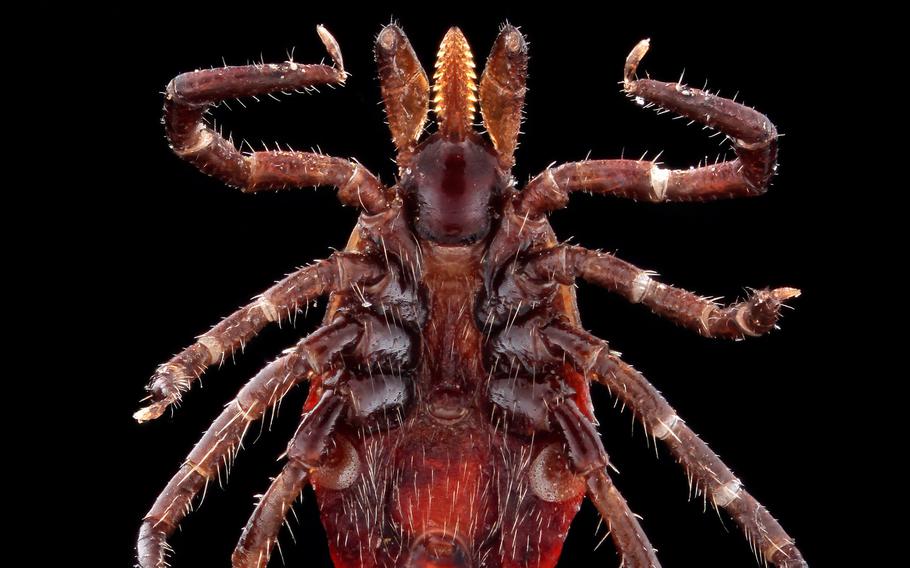 A highly magnified ventral shot of a female Ixodes scapularis tick, otherwise known as the deer tick, a primary vector for Lyme disease. The U.S. Army Defense Center for Public Health Center-Aberdeen offers free identification and analysis of ticks that have been removed from human patients or Department of Defense beneficiaries through its MilTICK testing program. Two military entomologists discuss how to protect your unit in the field during Bug Week, June 10-17. (U.S. Army Public Health Center photo by G