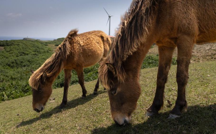 Rare, native pony-like Yonaguni horses are a treasured feature of the island.