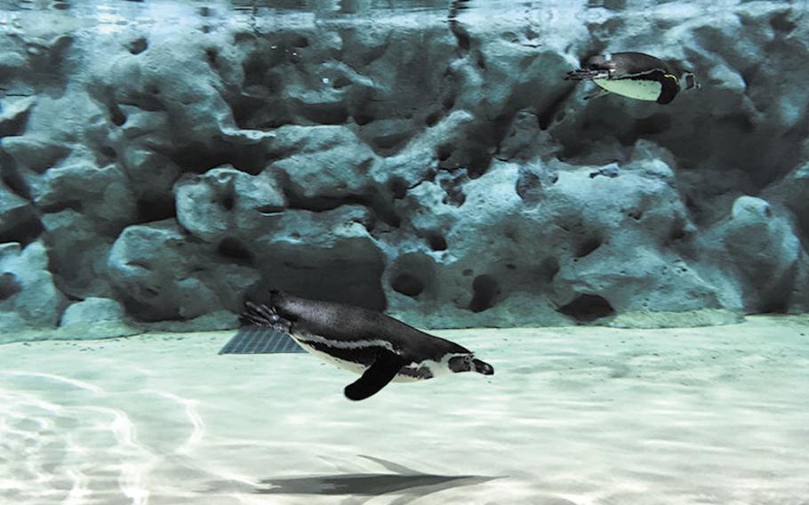 DMM Kariyushi Aquarium