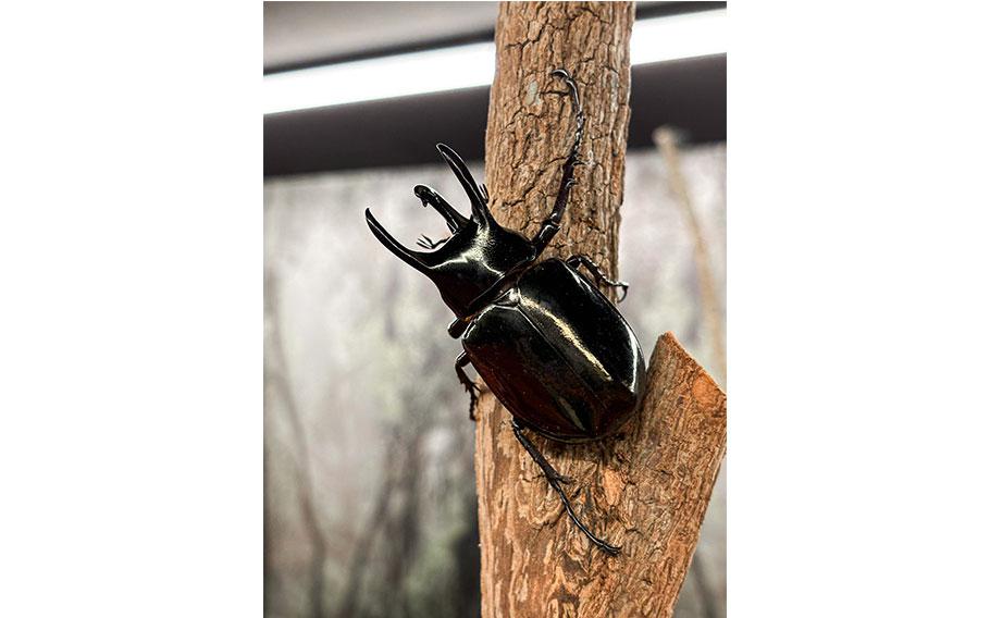 A beetle on the tree.