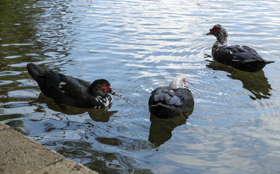 Some birds can be seen in Ryutan Pond.