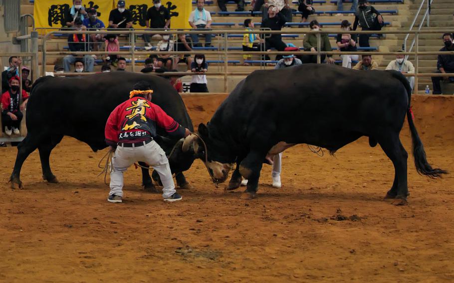 bull fight