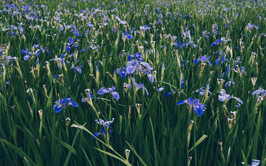 Iris Flowers