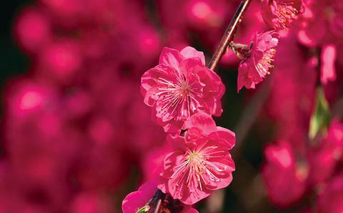 Photo Of Peach blossom - a Hinamatsuri symbol of equal importance as hina dolls