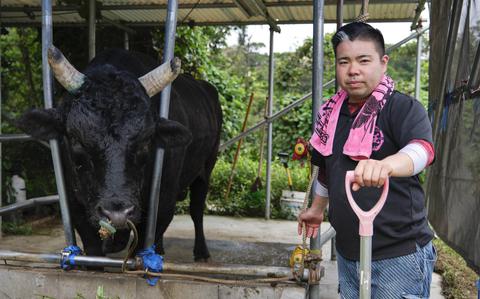 Photo Of Experience Okinawa’s unique bullfights at tournaments in May