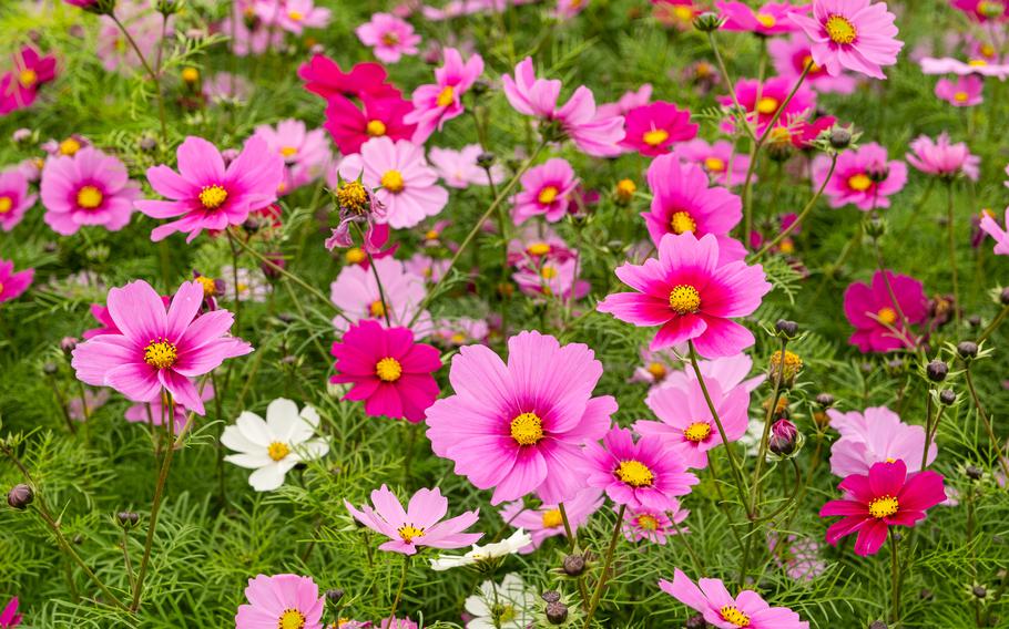 cosmos on the ground.