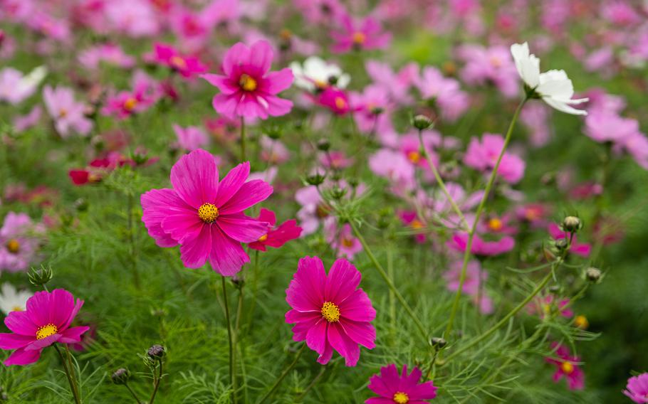 cosmos on the ground.