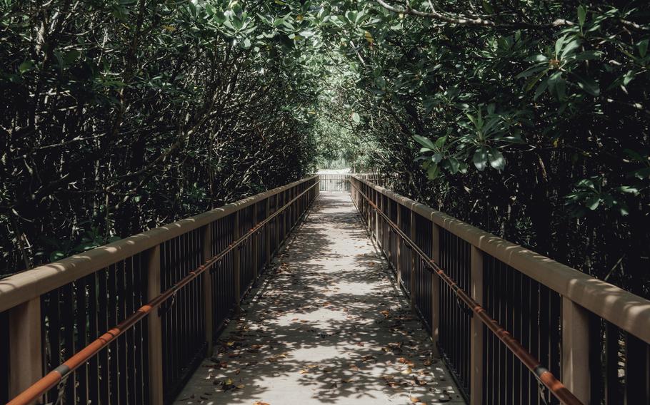 A bridge surrounded by trees.