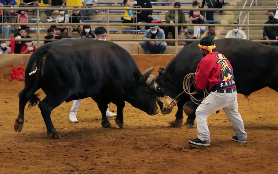 bull fight