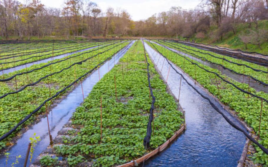 fields of wasabi.