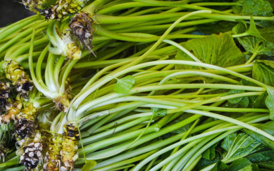 leaves and stems of wasabi.