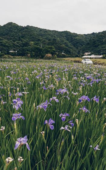 Iris Flowers