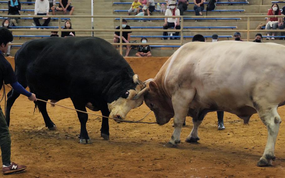 bull fight