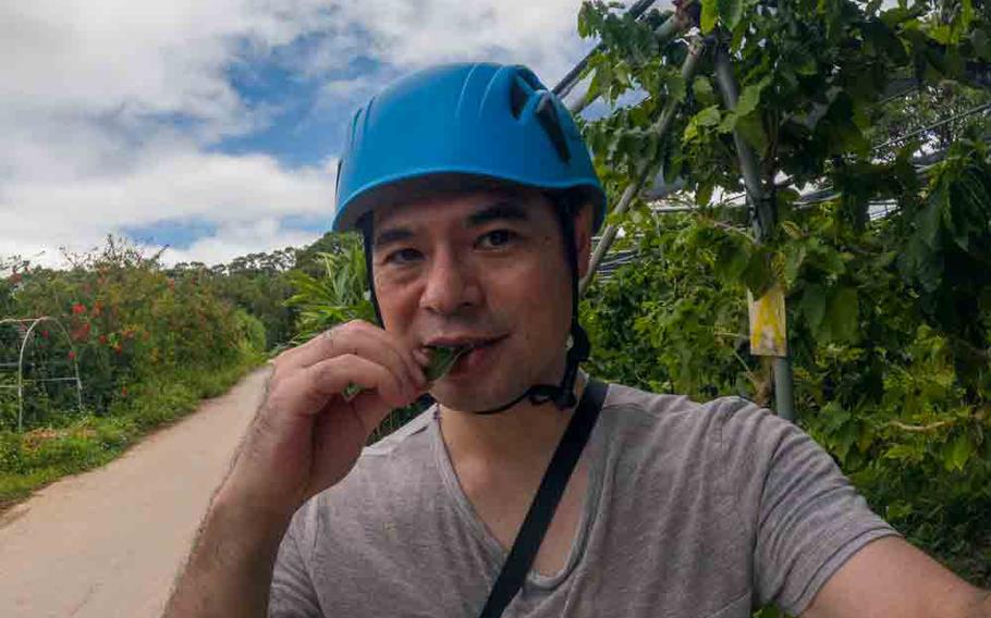 Author sampling Karaki tree leaves.