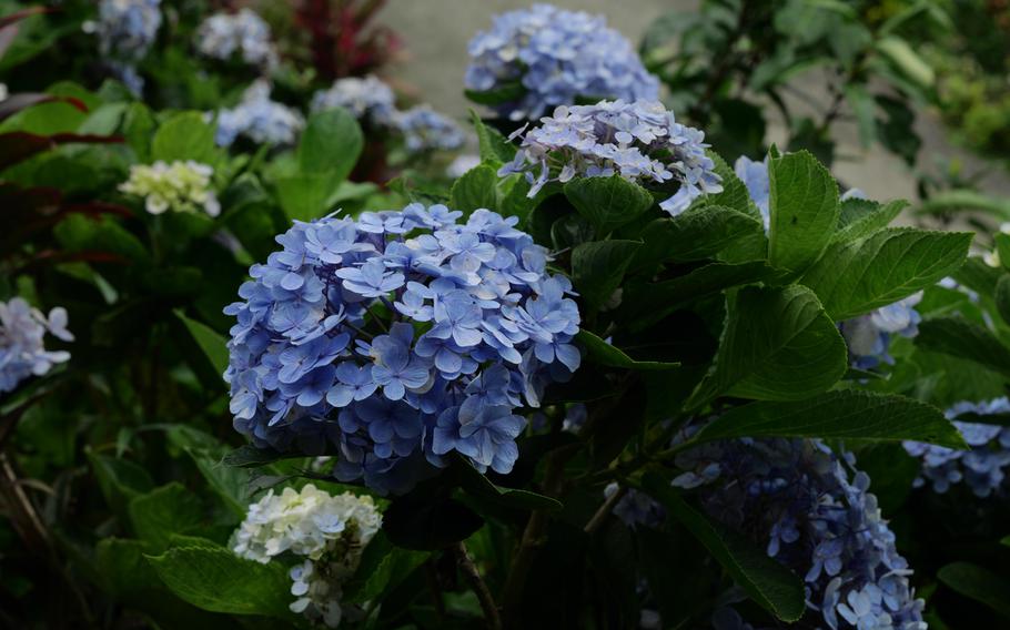 hydrangeas