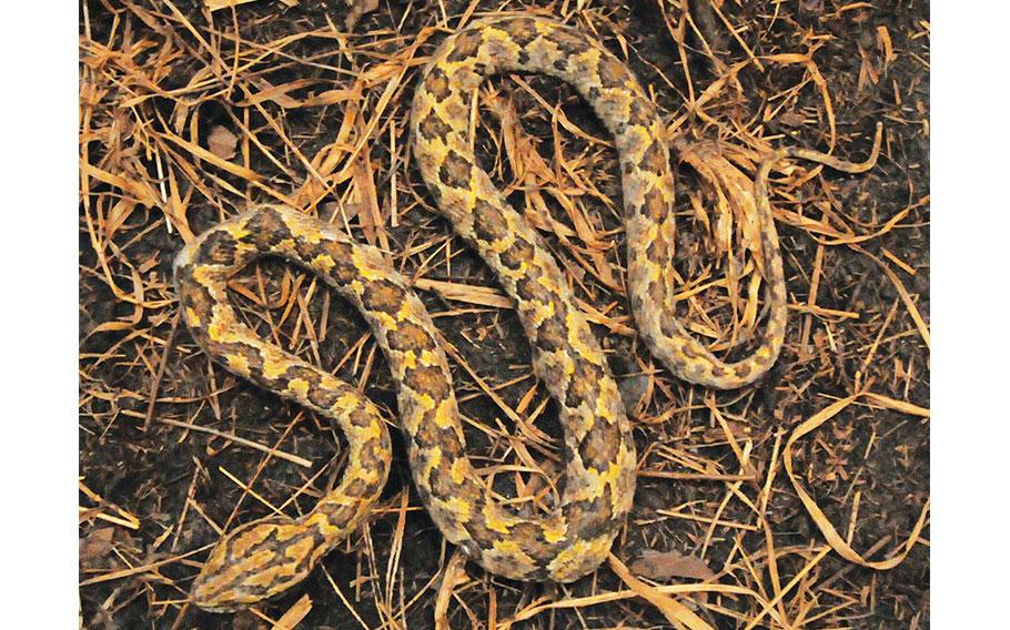 Ssssssneaky Sssssnakes! Watch out for Okinawa’s venomous habu | Stripes ...