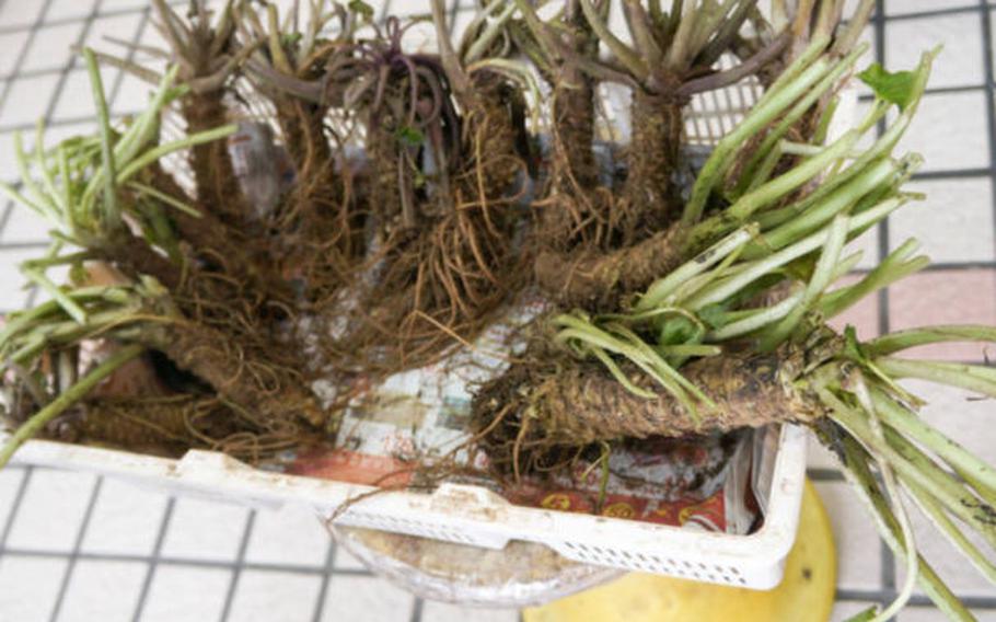 Raw wasabi at the market. Note that the roots have not been removed from the stem, and the leaves are relatively intact.