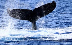 a whale’s tail can be seen above the sea.