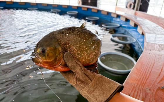 A piranha in Shoji’s hand.