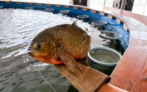 A piranha on Shoji’s hand.