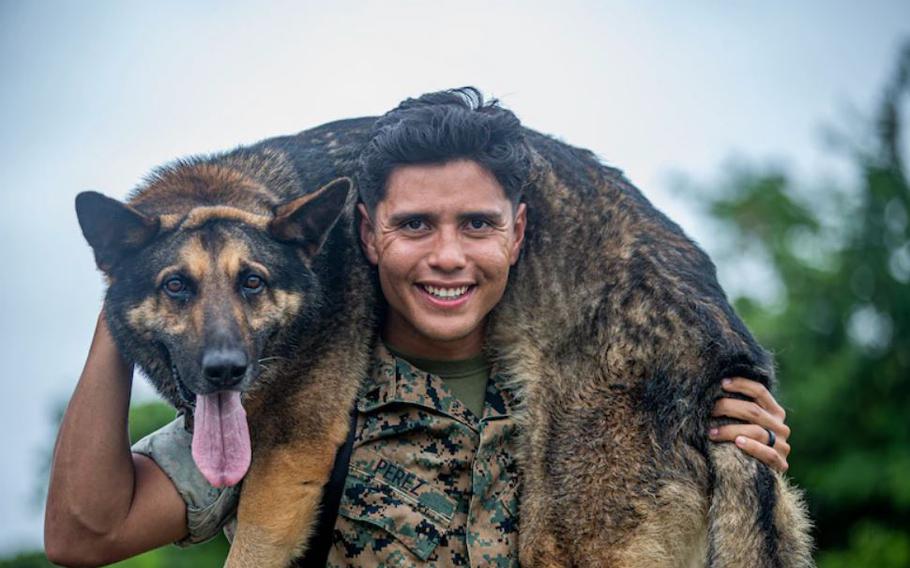 U.S. Marine Corps Cpl. Ivan Perez, a military working dog handler, and his partner, Jack, a military working dog with Provost Marshal's Office, Marine Corps Base Camp Smedley D. Butler, pose for a photo on Camp Hansen, Okinawa, Japan, May 26, 2022. Perez and Jack, an 80-pound German Shepherd, specializing in explosives detection, have trained together for nearly a year. (U.S. Marine Corps photos by Cpl. Alex Fairchild)