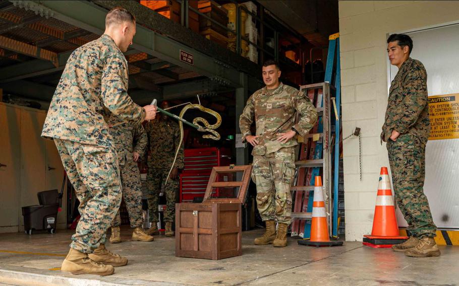 U.S. Navy Lt. Riley Tedrow, left, 3d Medical Battalion preventative medicine technician, lowers a Taiwanese Beauty into a box during a subject matter expert exchange at Kadena Air Base, Japan