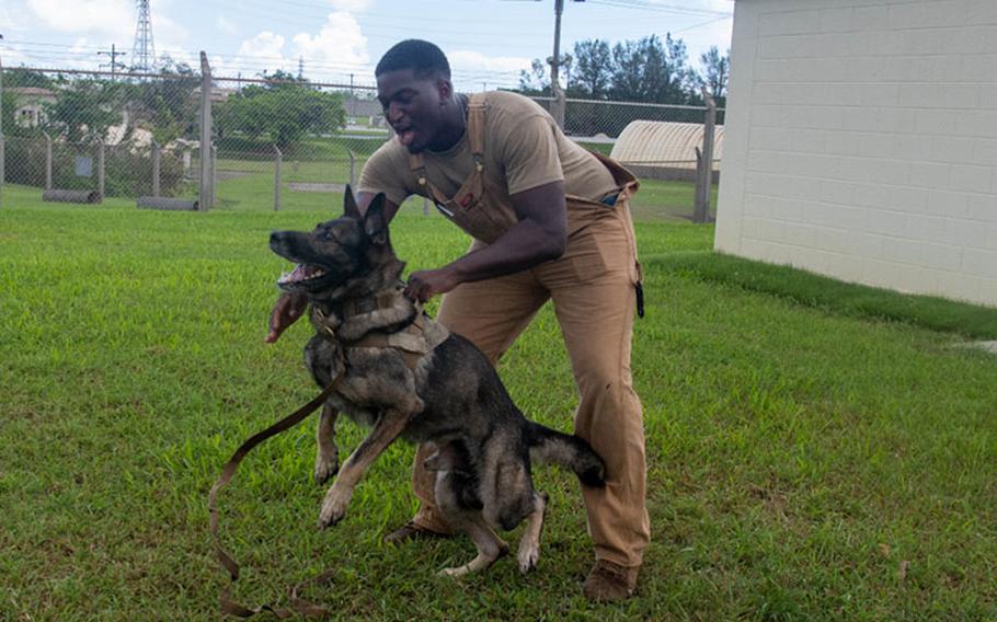 U.S. Air Force military working dog ZsoZso and his handler, both assigned to the 18th Security Forces Squadron, conduct controlled aggression tactics during a demonstration at Kadena Air Base, Japan, Aug. 24, 2023. The dogs train on how to detect explosives and narcotics as well as perform controlled aggression tactics when detaining suspects. (U.S. Air Force photo by Airman 1st Class Edward Yankus)