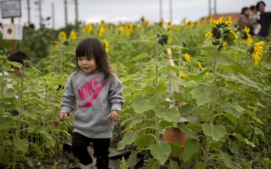 A child walks through a sunflower field during the 11th annual Sunflower in Kitanakagusuku Festival, Okinawa, Japan, Feb. 10. While much of the world takes cover from the harsh winter, the festival is held to welcome the coming of spring in Okinawa with the growth of bright yellow sunflowers. Visitors were able to enter a few sunflower plots to be completely surrounded by the tall flowers. (U.S. Marine Corps photo by Lance Cpl. Nicole Rogge)