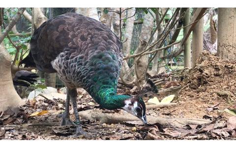 Photo Of VIDEO: Exploring Okinawa: Family fun at Neo Park