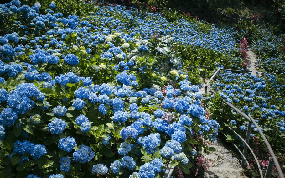 hydrangeas