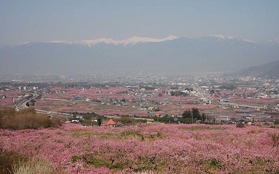 Photo courtesy of Fuefuki City: Peach trees