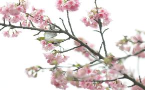 white-eye bird and cherry blossoms