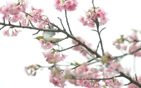 Photo Of white-eye bird and cherry blossoms