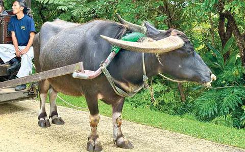 Photo Of Water Buffalo