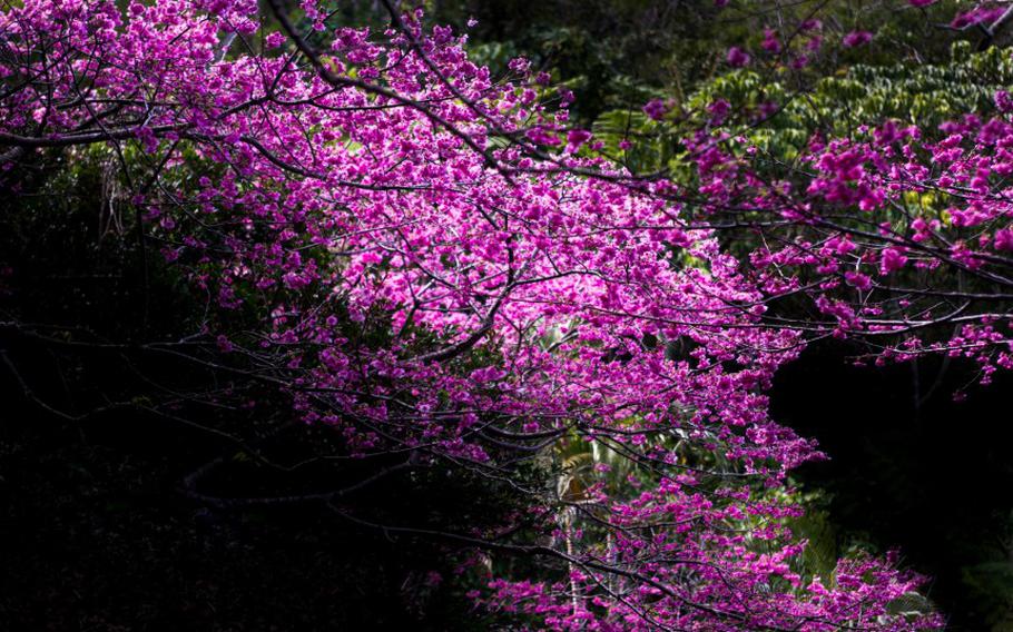 Cherry Blossoms in Okinawa