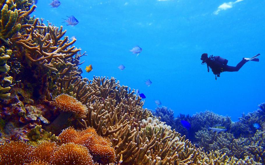 diving in Okinawa