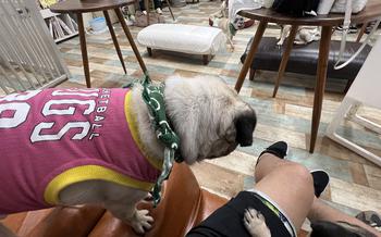 Pug with a jersey