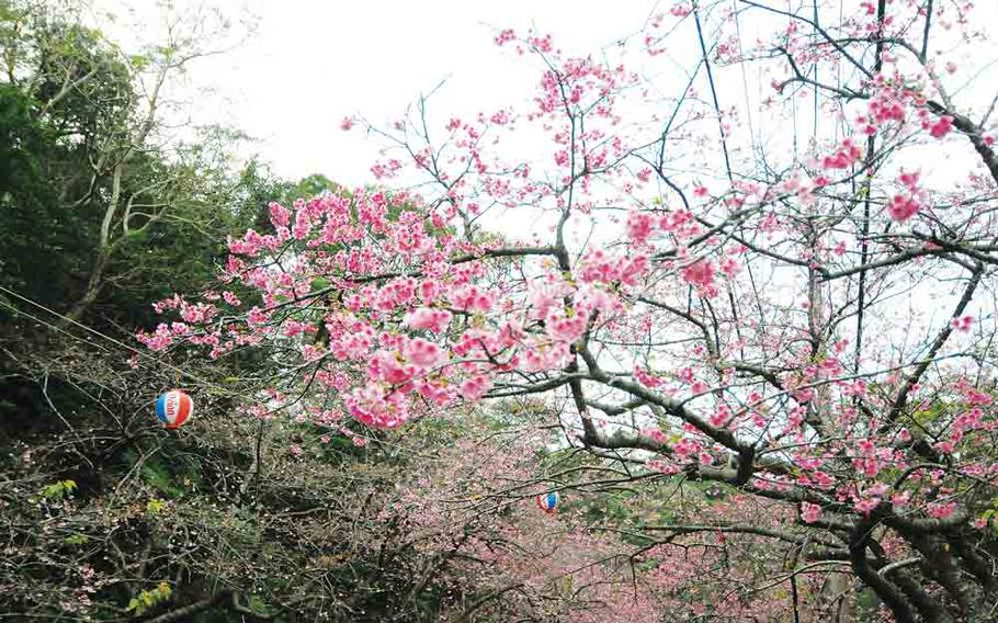 cherry blossoms in Okinawa