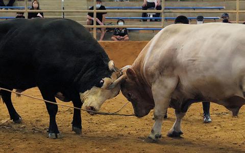 Photo Of VIDEO: Okinawa's spectacular bullfights a sight to behold