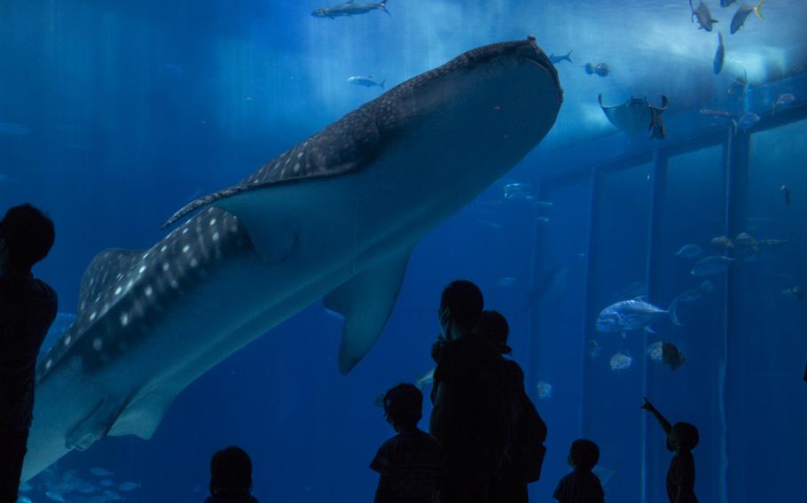 Okinawan Locals and U.S service members enjoy loosened COVID-19 pololicies on Okinawa, Japan June 24, 2020. The Churaumi Aquarium is one of the many great ways to spend time on Okinawa.(U.S Marine Corps photo by Lance Cpl. Francesca Landis)