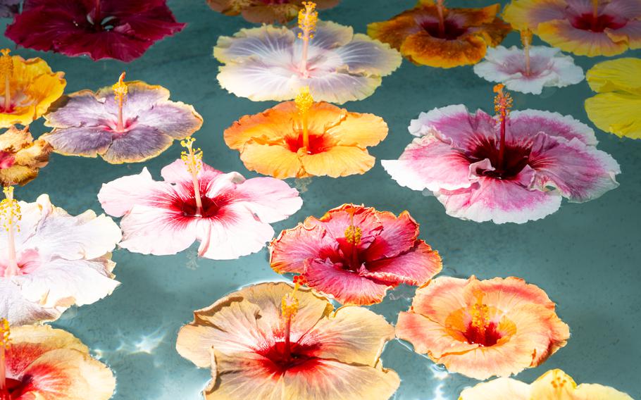 Hibiscus Park