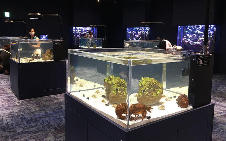 DMM Kariyushi Aquarium