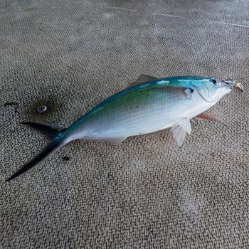 fish