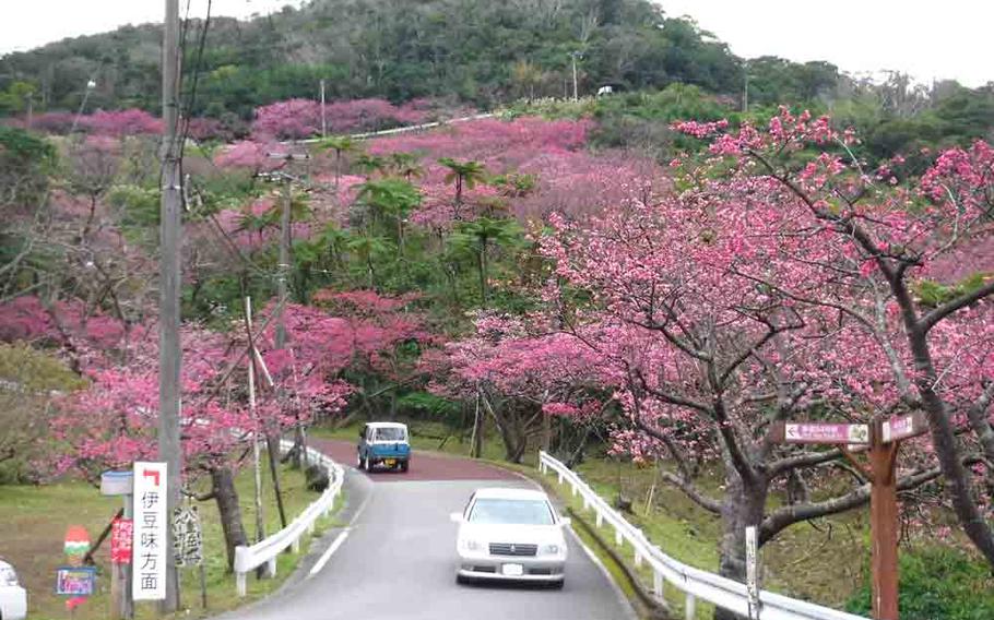 cherry blossoms in Okinawa