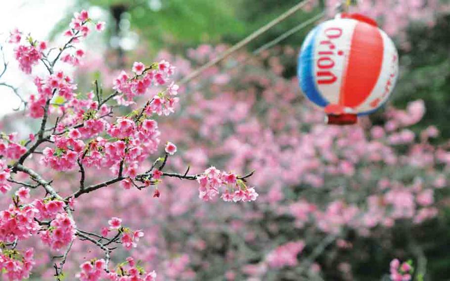 cherry blossoms in Okinawa