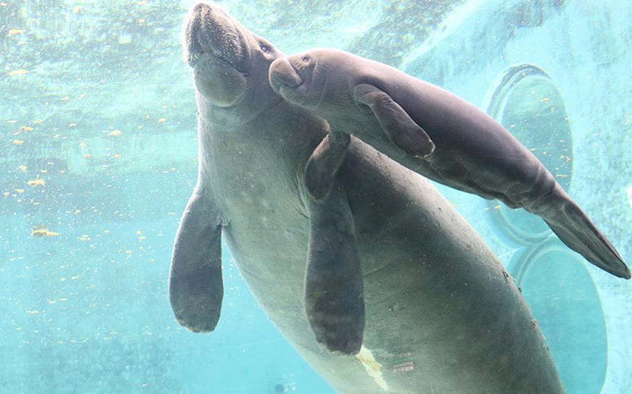 Photos courtesy of 国営沖縄記念公園 (海洋博公園) : 沖縄美ら海水族館 Okinawa Commemorative National Government Park (Ocean Expo Park) / Okinawa Churaumi Aquarium”