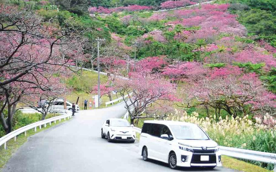 cherry blossoms in Okinawa